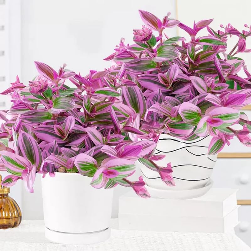 Wandering Jew Live Plant, Tradescantia Nanouk Succulent Plant Live for Growing Hanging Basket Plant, 2 Inc Pot