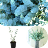 Baby Blue Eucalyptus Tree Live, Eucalyptus Plant, 2.5" Pot Starter for Indoor Outdoor Planting