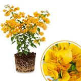Bougainvillea Live Plant, Bougainvillea Flowering Vine Well Rooted 4-8 Inch Tall - Gold