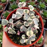 String of Hearts Plant Live, Ceropegia Woodii Variegata, in 4" Pot, Rare Trailing Succulent Vine for Indoor Hanging Pots (Variegated String of Hearts Plant)