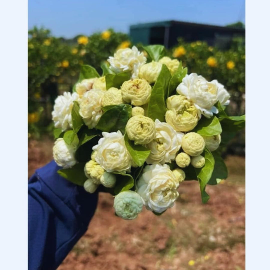 3 Sambac Jasmine Plants Live, Live Jasmine Plants, Grand Duke of Jasmine Live Plants, Double White Jasmine Live Plants for Grow Garden, 4 to 6 Inc Long