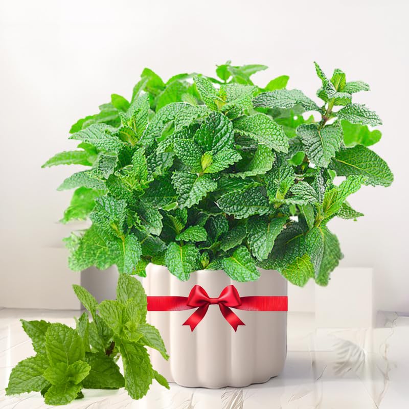 TANKDA Sets 2 Live Mint Plants Herb in 3.5" Pot, Fresh Peppermint for Indoor Outdoor Growing, Spring Planting, 5-9" in Tall