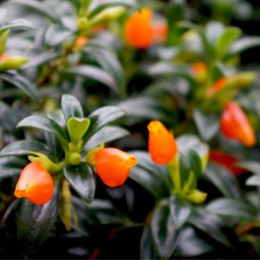 Goldfish Plant Live for Planting, Trailing Goldfish House Plant for Indoor Outdoor, Easy-Care Goldfish Live Plant, 4–7 Inches Tall, Vibrant Blooming Plant