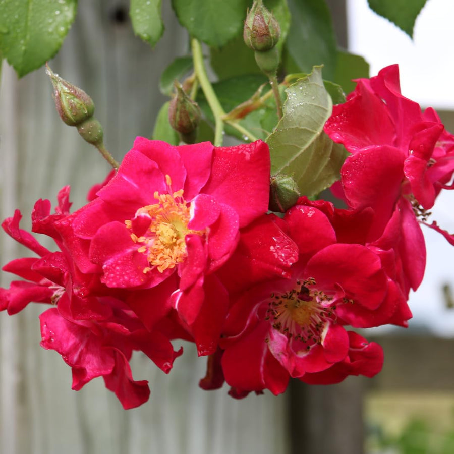 Don Juan Rose Live Plant, Don Juan Climbing Rose Plant Live, Donjuan Climber Plant for Planting, No Leaf, Trim Back, Well Rooted, Bare Root