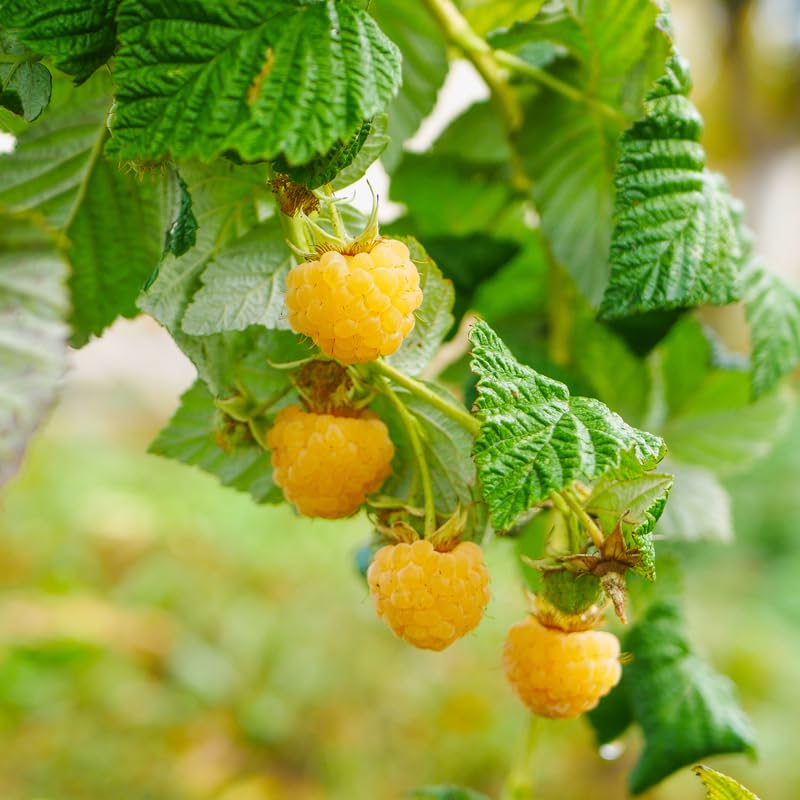 1 Anne Raspberry Plant Live for Planting, Anne Raspberry Bushes Live Plant Potted, Raspberry Fruit Tree 16-22 Inch Tall