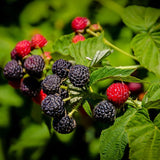 1 Black Raspberry Plant Live for Planting, Potted 20-30 Inch Tall, Black Raspberry Bushes Live Plant, Sweet Raspberry Fruit Trees