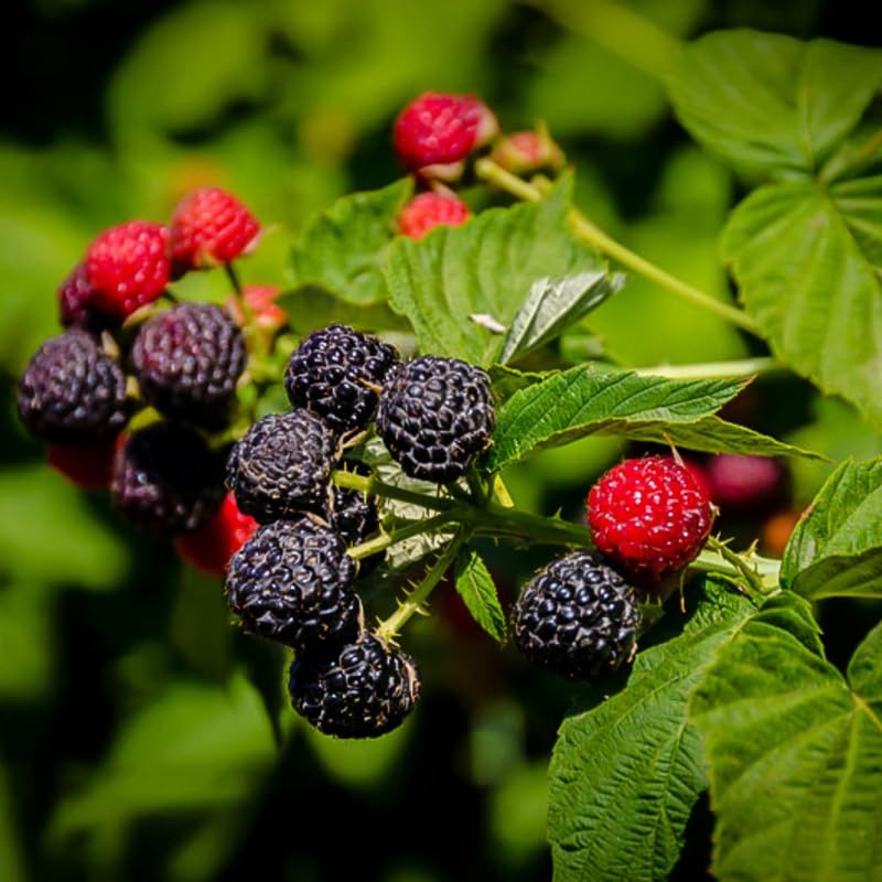 1 Black Raspberry Plant Live for Planting, Potted 20-30 Inch Tall, Black Raspberry Bushes Live Plant, Sweet Raspberry Fruit Trees