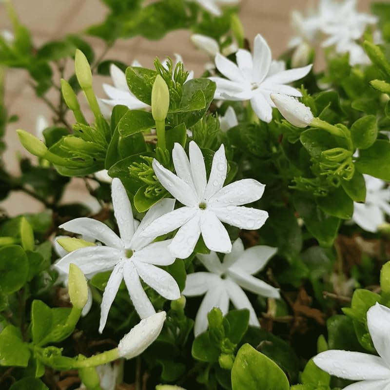 Common Jasmine Plant Live, Arabian Jasmine Flowering Vine Plant 4-9 Inch, Climbing Jasmines Well Rooted Houseplant Indoor Outdoor
