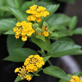 Set 3 Lantana Plants Live for Planting, 6-9 Inch Height, Ornamental Lantana Live Plants Ready to Grow (Yellow Gold Lantana)