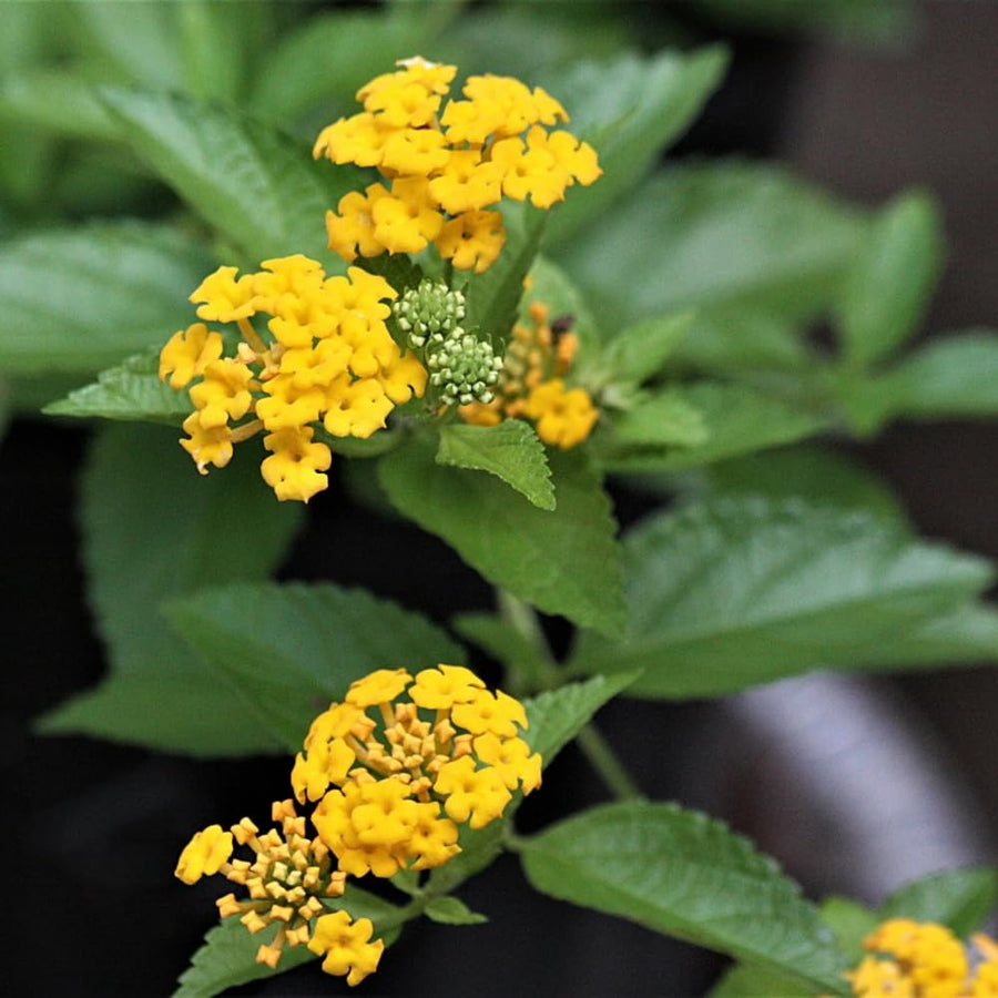 Set 3 Lantana Plants Live for Planting, 6-9 Inch Height, Ornamental Lantana Live Plants Ready to Grow (Yellow Gold Lantana)