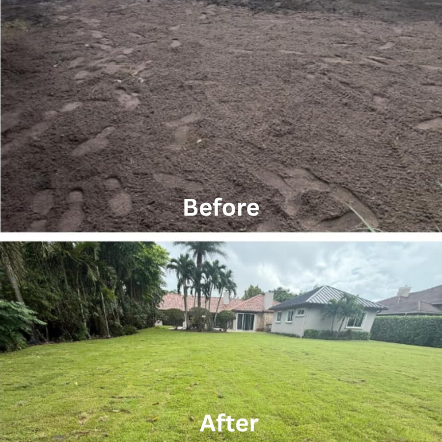 20000 Zoysia Emerald Grass Seeds, Emerald Zoysia Grass for Garden, Zoysia Grass Seeds Perennial Tropical for Growing