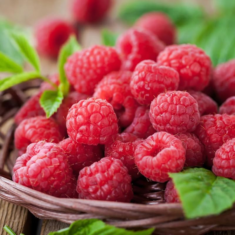 1 Heritage Raspberry Plant Live for Planting, 14-22 Inch Tall, Red Raspberry Bushes Live Plants, Sweet Raspberry Fruit Tree