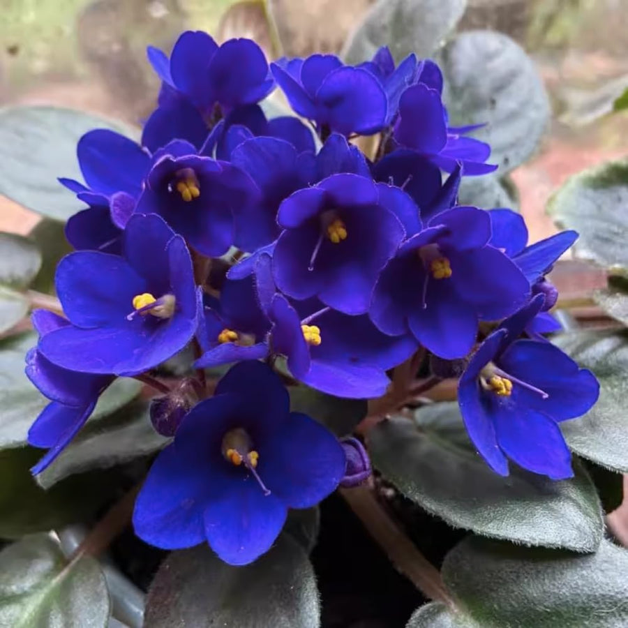 Blue African Violets Live Plant in 4" Pot, Starter African Violet for HouseplantIndoor Outdoor Home Decor