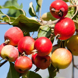 2 Dolgo Crabapple Plants Live, Crabapple Trees Live Plants for Planting 1.5 to 2 Feet Height, White Flowering Crabapple Live Plant