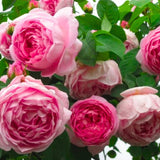 Light Pink Climbing Roses Live Plants 7 Months Old, Rose Bushes Ready to Plant 5-9" Tall, Very Fragrant, Can Grow As Climber or Bush Tree or Trellises, Walls, Fences