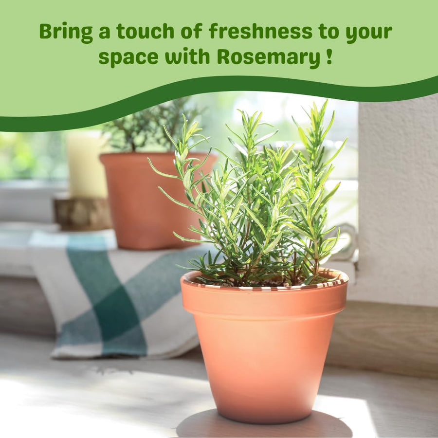 Set 200 Rosemary Seeds, Rosemary Seeds for Planting, Fragrant Herb for Indoor Outdoor Growing