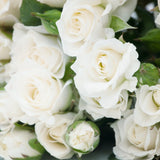 White Climbing Rose Live Plant, Fragrant Rose Bush Ready to Plants, Zone 5 to 9, Size 5 to 7 Inches and Bare Root