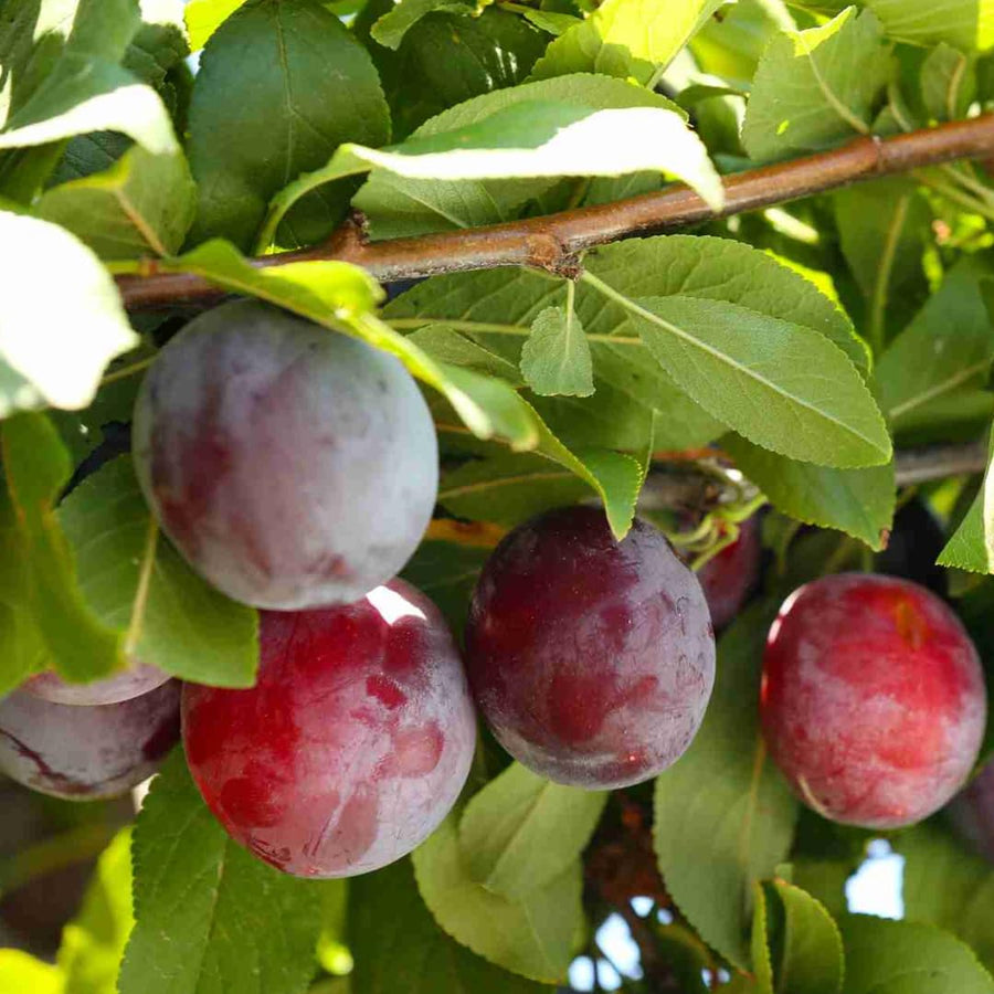1.5-2 Feet Santa Rosa Plum Tree Live Plant, Well Rooted Bare Root, Dormant Cold Hardy for Planting, Sweet Plum Tree, No AK, HI, PR