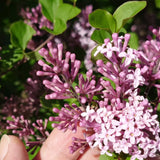 Light Pink Lilac Bushes Live Plant, Well Rooted Lilac in Quart Pot, Hardy Fragrant Spring Blooms, 8-12'' Tall