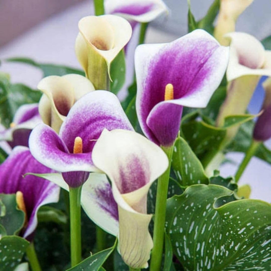Set 3 White Purple Calla Lily Bulbs for Outdoor Planting, Ornamental Flowers for Patio Pots, Landscape Borders and Garden, Flower Bulbs for Growing