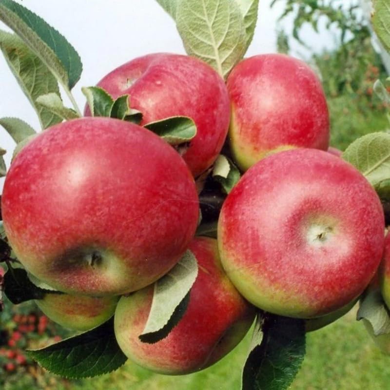 2-3 Ft Apple Tree Live Plant Bare Root, Live Apple Plant, Cold Hardy Fruit Plants for Home Garden Planting Spring (Red Green)