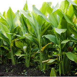 Pack 2 Curcuma Turmeric Ginger Plants Live - Size 5-8 Inch Tall - Live Ginger Vegetable for Planting - Ginger Seedlings