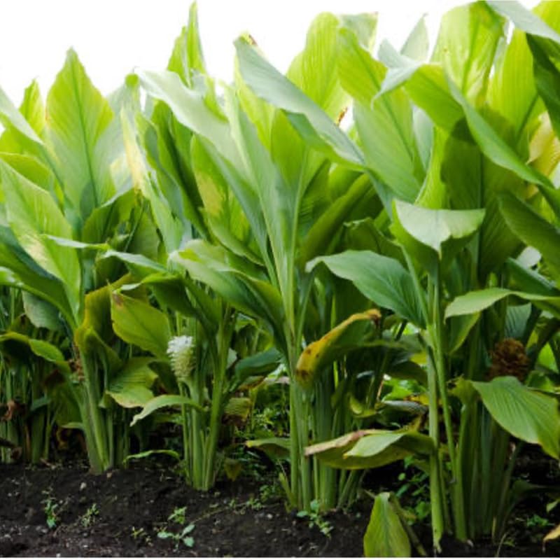 Pack 2 Curcuma Turmeric Ginger Plants Live - Size 5-8 Inch Tall - Live Ginger Vegetable for Planting - Ginger Seedlings