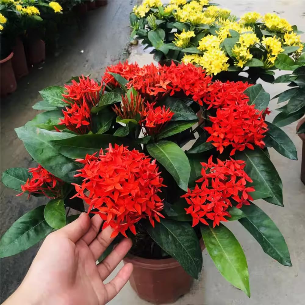 2 Dwaft Ixora Plants Live, Flowers Plants, Live Ixora Plant from 4 Inc Tall Well Rooted (Red)
