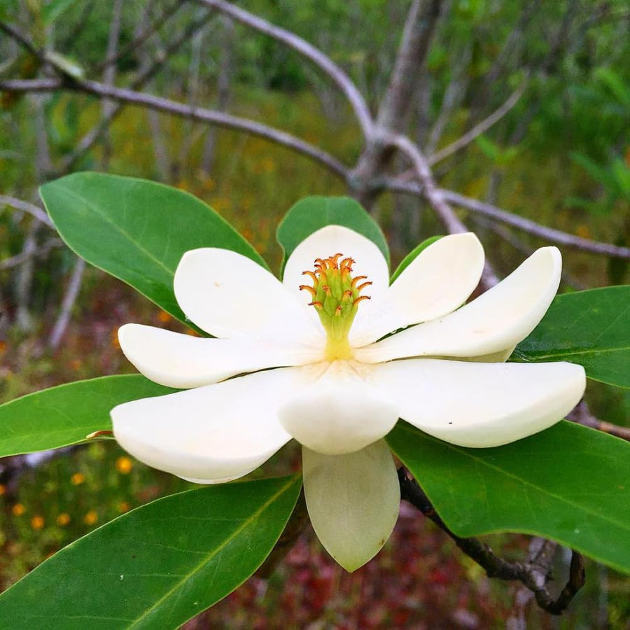 Sweetbay Magnolia Plant Live, 6-12 Inch Tall, Magnolia Tree in 2.5” Pot, Flowering Ornamental Tree