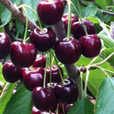 2Pcs Black Cherry Trees Live Plants for Planting, Sweet Cherry Plants Live Fruits Trees, 12-18 Inch Tall, Cherry Seedlings Small White Flowers, Bareroots Dormant No Leaves