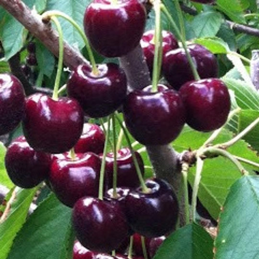 2Pcs Black Cherry Trees Live Plants for Planting, Sweet Cherry Plants Live Fruits Trees, 12-18 Inch Tall, Cherry Seedlings Small White Flowers, Bareroots Dormant No Leaves
