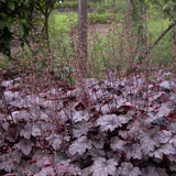 Purple Black Heuchera Live Plant, Coral Bells Shrubs Perennial, Well Rooted Plants 4-7 Inch Tall