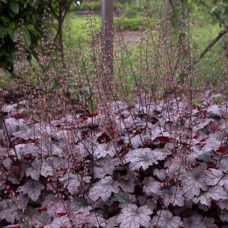 Purple Black Heuchera Live Plant, Coral Bells Shrubs Perennial, Well Rooted Plants 4-7 Inch Tall
