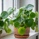 Money Plant Live in 4 Inch Pot - Pilea Peperomioides Houseplant, Money Indoor Plant for Home Office