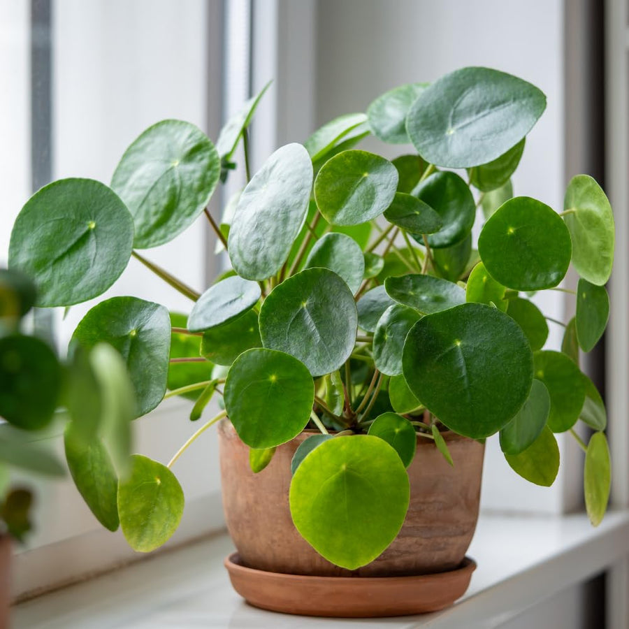 Money Plant Live in 4 Inch Pot - Pilea Peperomioides Houseplant, Money Indoor Plant for Home Office