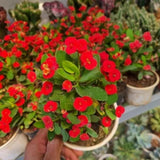 Red Euphorbia Milii Crown of Thorns Plant Live, 4" Potted Succulent Plant Live, Outdoor Indoor Gardening, Crown of Thorn Live Plant, Very Hardy