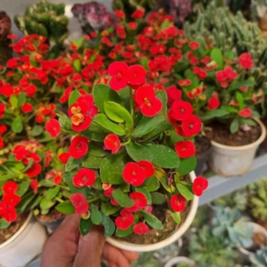 Red Euphorbia Milii Crown of Thorns Plant Live, 4" Potted Succulent Plant Live, Outdoor Indoor Gardening, Crown of Thorn Live Plant, Very Hardy