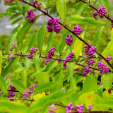 American Beautyberry Live Plant, Beauty Berry Shrub for Outdoor Garden, 12+ Inches Tall, 2-3 Year Old, Vibrant Purple Berry Bush, No Pot
