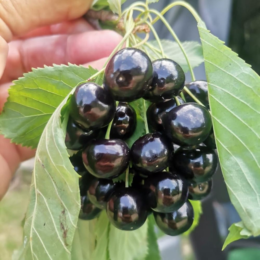 4 Black Cherry Trees Live Plants, Sweet Cherry Plant Live Fruit Tree 12-18 Inch Height, Bareroot Dormant Cherry Tree Plant for Planting