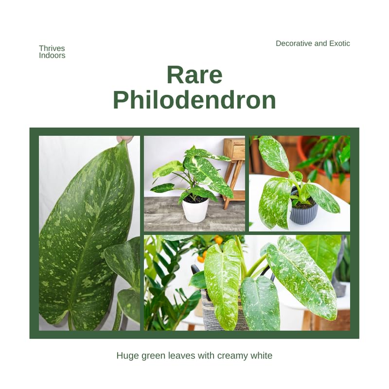2 White Green Variegated Philodendron Live Plant 5-9" Tall, Rare Tropical Indoor Houseplant Home Garden