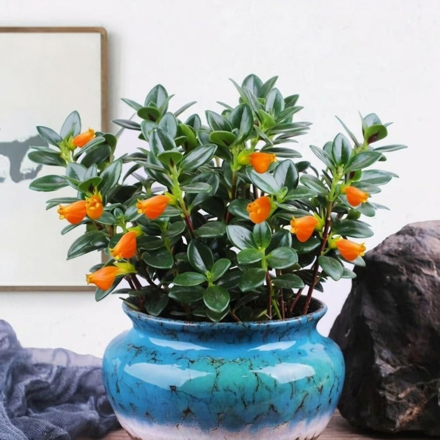 Trailing Goldfish Plants Live in 4" Pot, Goldfish Plant Live Houseplant, Live Indoor Plant for Home and Office Decoration, Well-Rooted, 4-7 Inches Tall