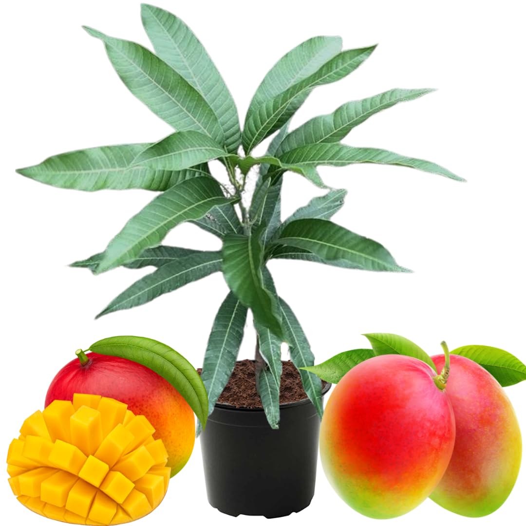 Kent Mango Tree Live Plant in Pot, 9-16 Inches Mango Trees Seedlings Well Rooted, Fast-Growing