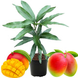 Kent Mango Tree Live Plant in Pot, 9-16 Inches Mango Trees Seedlings Well Rooted, Fast-Growing