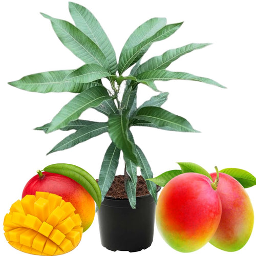 Kent Mango Tree Live Plant in Pot, 9-16 Inches Mango Trees Seedlings Well Rooted, Fast-Growing