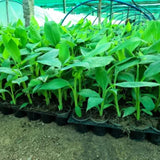 2 Pink Ginger Plants Live for Planting, Tropical Flowering Plant for Garden or Patio, Hardy Ginger Plant No Pot, 5-9" Height