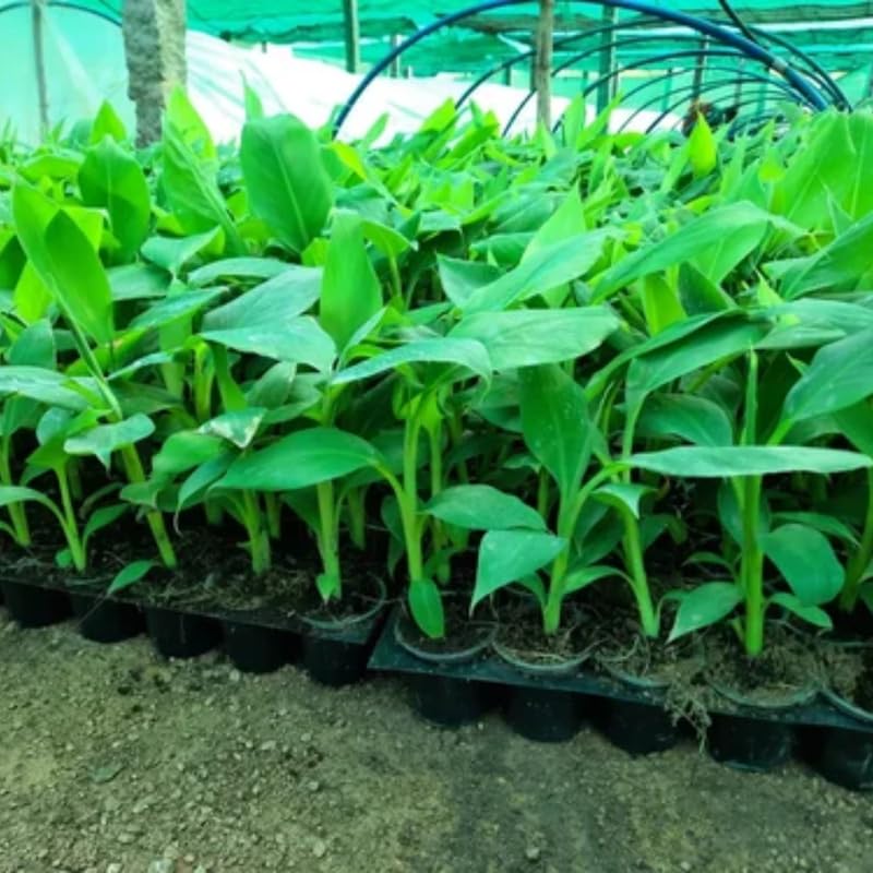 2 Pink Ginger Plants Live for Planting, Tropical Flowering Plant for Garden or Patio, Hardy Ginger Plant No Pot, 5-9" Height
