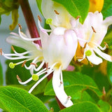 Set of 2 Honeysuckle Vine Live Plants for Trellis, or Fence, 6 Inches Tall, Climbing Flowering Vine Starters for Outdoor Garden, No Pot