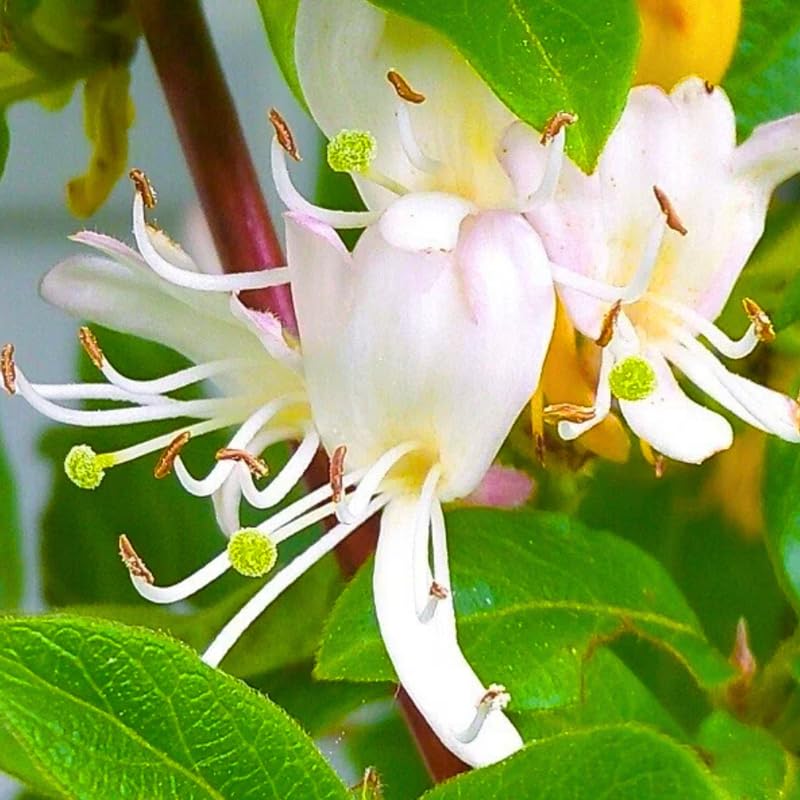 Set of 2 Honeysuckle Vine Live Plants for Trellis, or Fence, 6 Inches Tall, Climbing Flowering Vine Starters for Outdoor Garden, No Pot