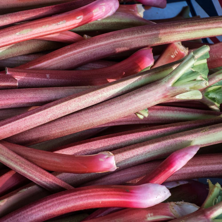 5 Rhubarb Roots for Planting, Bare Root Rhubarb Crowns, Hardy Perennial Vegetable Plants for Outdoor Garden Growing