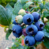 2 Blueberry Plant Live 1 Year Old, Sweet Blueberry Bush Live Plant, Blueberry Tree Live, Blueberries Shrub (Earliblue Blueberry Plants)